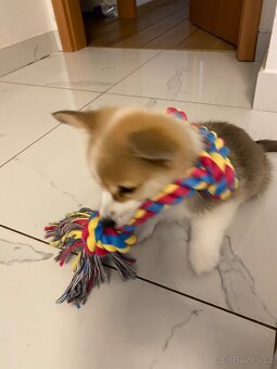 Welsh Corgi Pembroke - 2