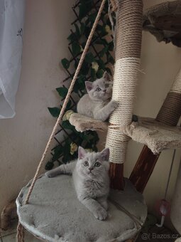 Britská koťátka - 2