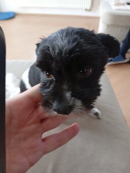 Prodej 4 letého pejska Yorkshire Teriér Biewer - 2