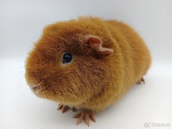 Morče - US Teddy s PP - 2