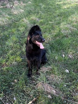 Hledám nový domov (Nero) 4 roky. - 2