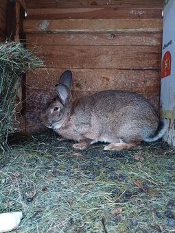 Dva samci králíka - 2