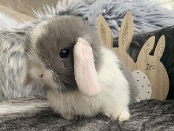 ❤️❤️miminka Minilop Kralicek Beránek - 2