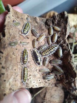 Porcellio haasi yellow - 2