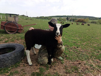 Prodám jehně beránka plemene Zwartbles - 2