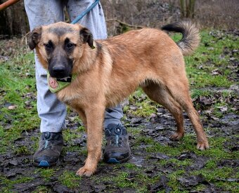 AMIGO K ADOPCI - 1 ROK, HRAVÝ, PŘÁTELSKÝ, VHODNÝ K DĚTEM - 2