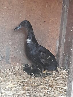Běžec, kachna s kachnaty - 2