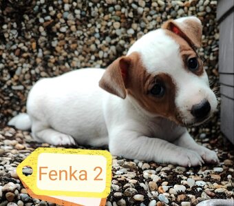 Jack Russel terier, kouzelná štěňátka - 2