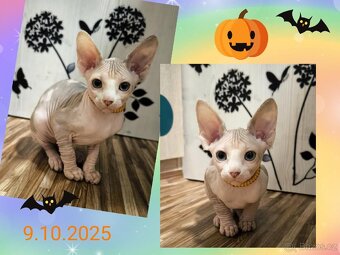 Kanadský sphynx koťátko k rezervaci - testováno FeLV / FIV - 2