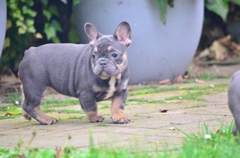 Francouzský buldoček s pp - 2