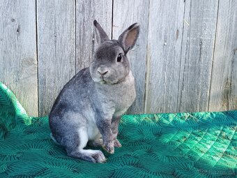 Zakrslý REX činčilový s PP - 2