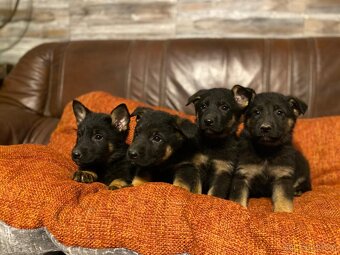 Německý ovčák s PP IKC - 2