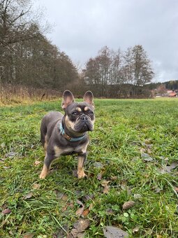 Francouzský buldoček KRYTÍ - 2