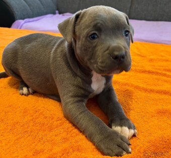 Americký Stafordširský Teriér - 2