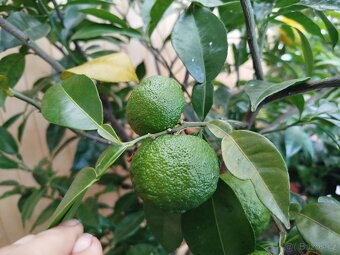 Citroník, citron,citrus - 2