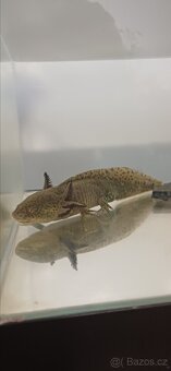 Axelotl páreček + akvárium - 2