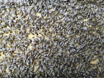 Včelí oddělky - 2