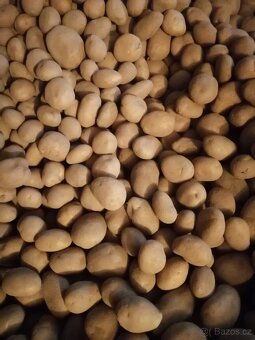 Prodám brambory na uskladnění - 2