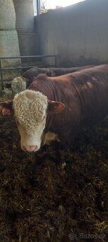 Plemenných byk Hereford - 2