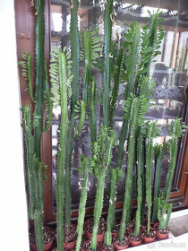 Vzrostlé Euphorbia trigona (pryšec trojboký, green) - 2