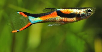 Akvarijní rybičky neonky mečovky endlerky kardinálky - 2