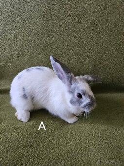Králíčci - 3 samičky - odběr i jednotlivě - 2