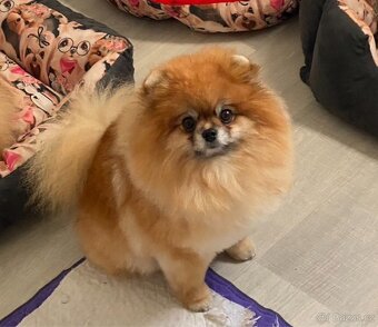 Pomeranian s PP FCI, fena - 2