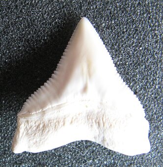 Zub - Žralok bělavý - 2