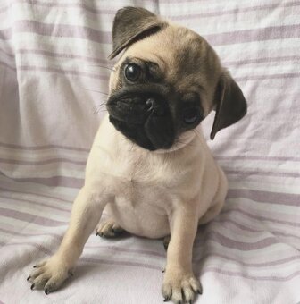 Mops - 2