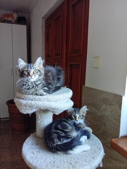Mainská mývalí , MCO maine coon - 2