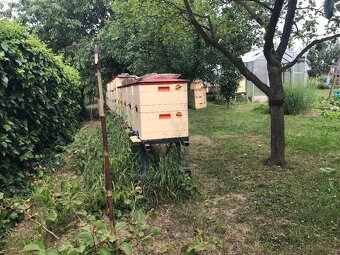 Včely, včelstvo, oddělek - 2