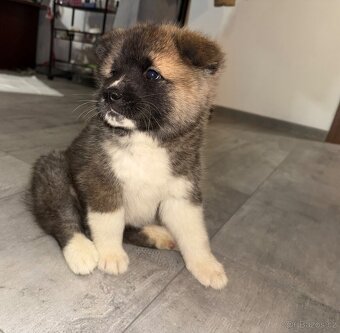 Štěňátka akity k odběru - 2