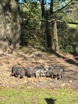 Prodám vietnamské prasátka čuníčci - 2