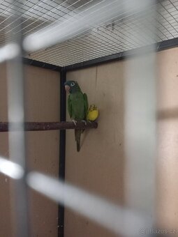 Aratinga dlouhoocasý - 2