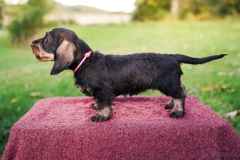 Jezevčík standard drsnosrstý - 2