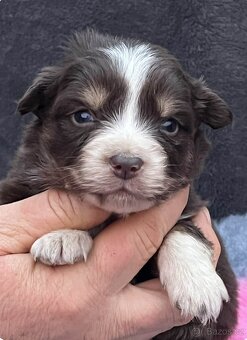 Miniaturní americký ovčák- štěnata s PP v barvě - 2