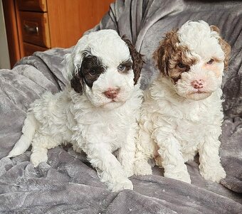 Pudl vícebarevný trpasličí - štěňátka s PP - 2