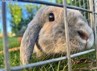 Méďa hledá nový domov - 2