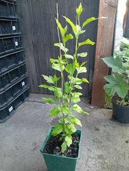 Ibišek Syrský - Venkovní - 2