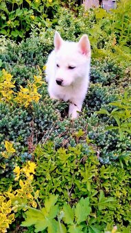 Sibirsky hasky husky - 2