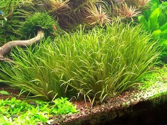 Blyxa Japonica - 2