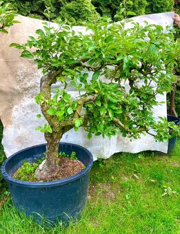 Jabloně basaie/yamadori - 2