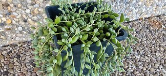 Starček - Senecio - 2