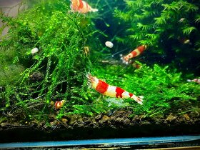 Krevety caridina crystal red (S) - 2