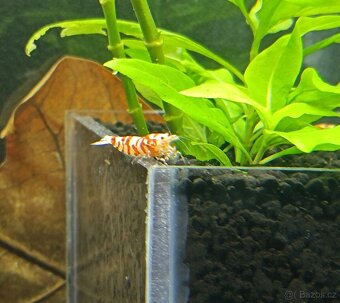 Caridina - Red Fancy Tiger - 2