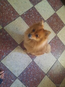 Pomeranian - 2