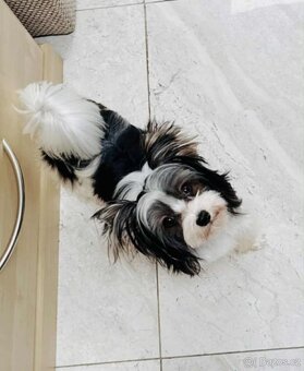 Jorkšírský teriér  Biewer - 2