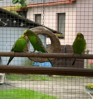 Andulka přírodní vlnkovaná - 2