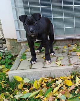 Pitbull, americký pitbull teriér štěně štěňata - 2