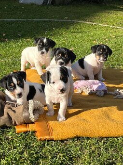 JACK RUSSEL TERIÉR - 2